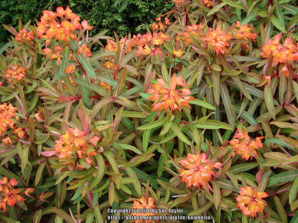 Photo of Euphorbia (Euphorbia griffithii 'Fireglow') uploaded by kniphofia