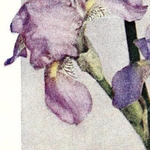 illustration detail from the 1929 catalog, Southern California Ir