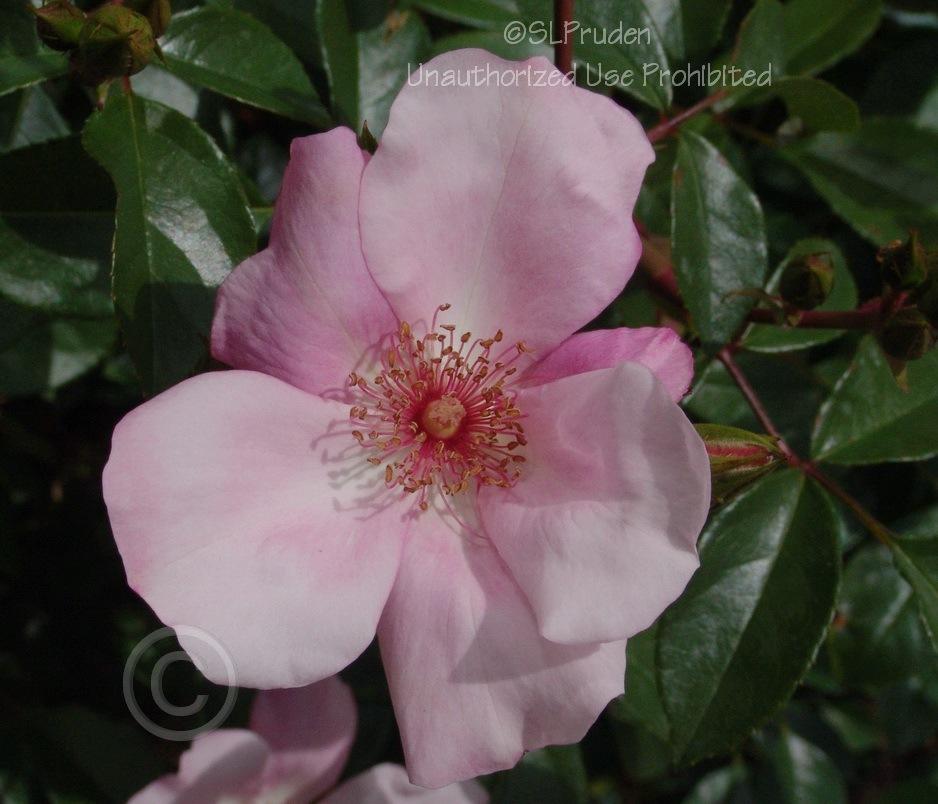 Photo of Rose (Rosa 'The Charlatan') uploaded by DaylilySLP