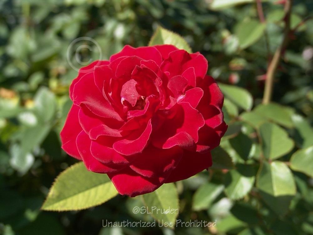Photo of Rose (Rosa 'Valentine's Day') uploaded by DaylilySLP