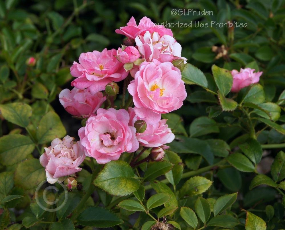 Photo of Rose (Rosa 'The Fairy, Cl.') uploaded by DaylilySLP