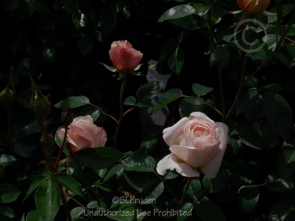 Photo of Rose (Rosa 'Tamora') uploaded by DaylilySLP