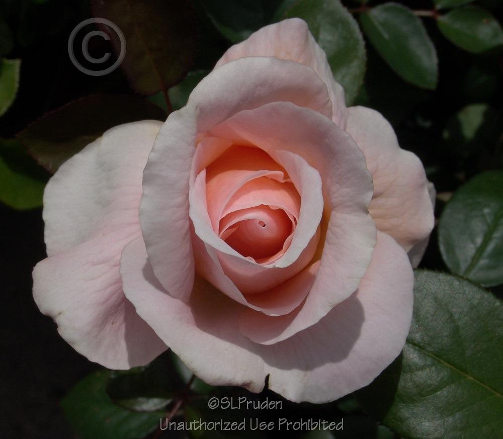 Photo of Rose (Rosa 'Tamora') uploaded by DaylilySLP