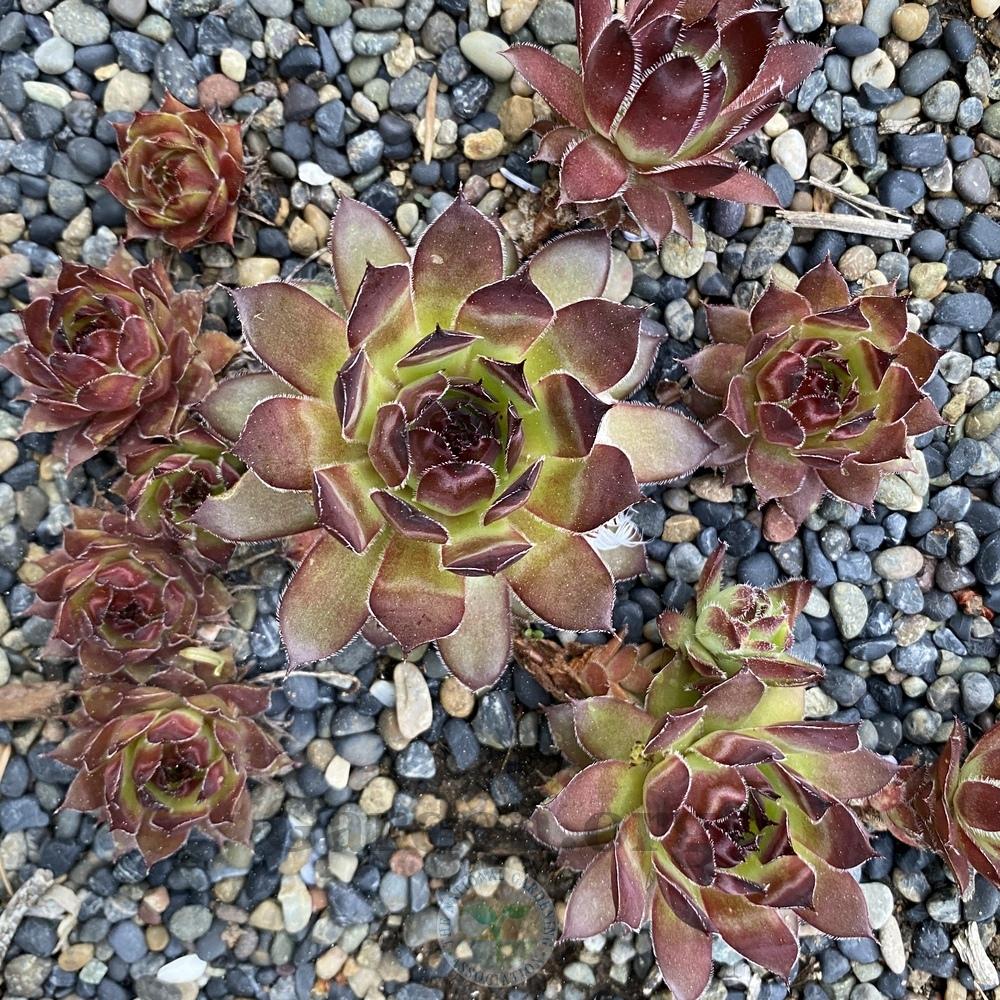 Photo of Hen and Chicks (Sempervivum 'Fusilier') uploaded by Patty