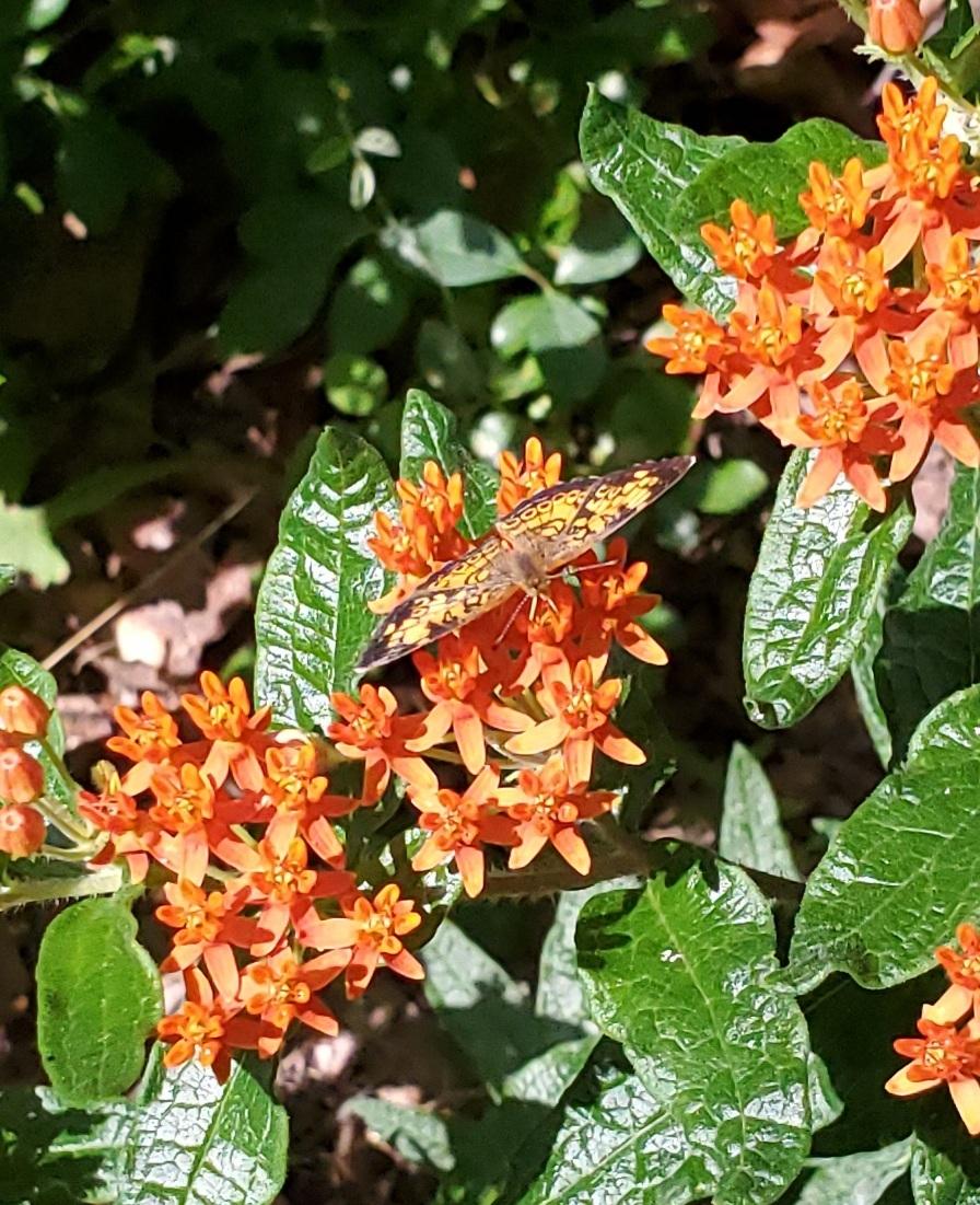 Photo of Butterfly Milkweed (Asclepias tuberosa) uploaded by SunriseSide