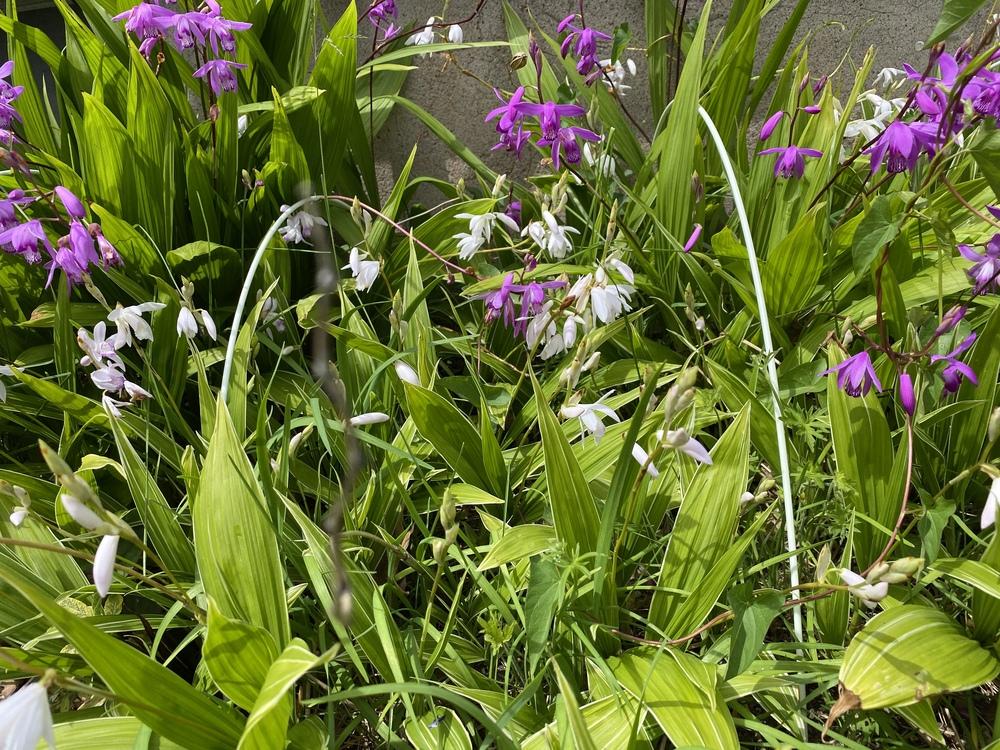 Photo of Chinese Ground Orchid (Bletilla striata) uploaded by Ursula