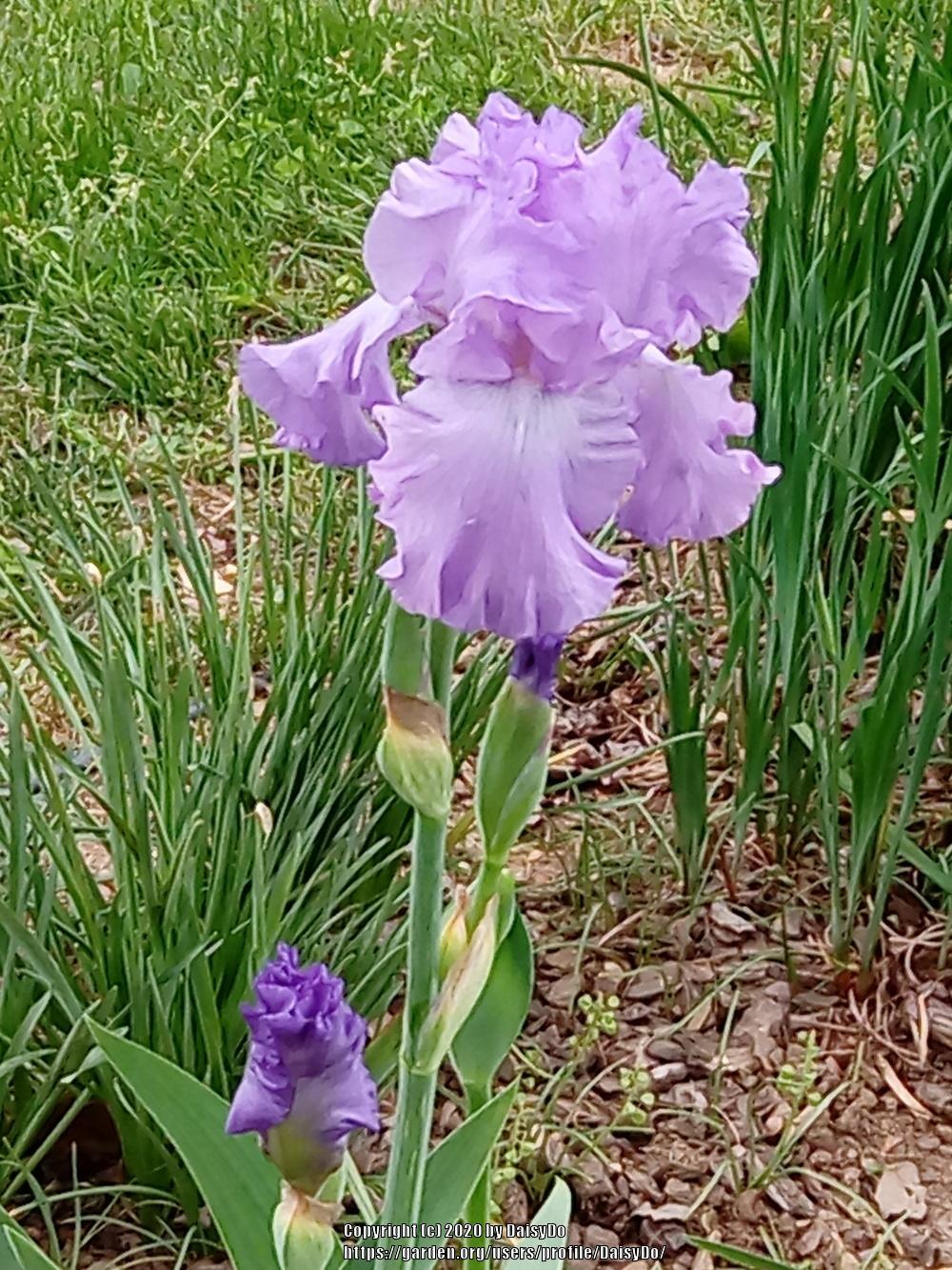 Photo of Tall Bearded Iris (Iris 'Mary Frances') uploaded by DaisyDo
