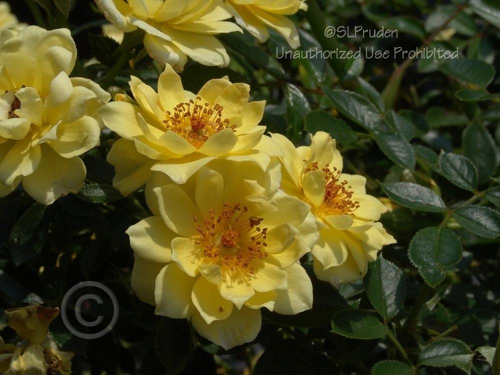Photo of Rose (Rosa 'Yellow Ribbons') uploaded by DaylilySLP