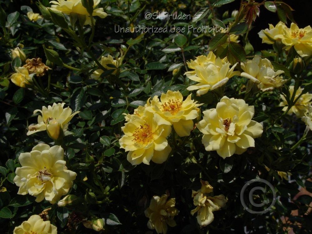 Photo of Rose (Rosa 'Yellow Ribbons') uploaded by DaylilySLP