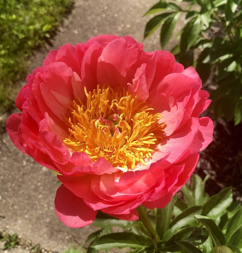 Photo of Peony (Paeonia 'Coral Sunset') uploaded by Minyatur