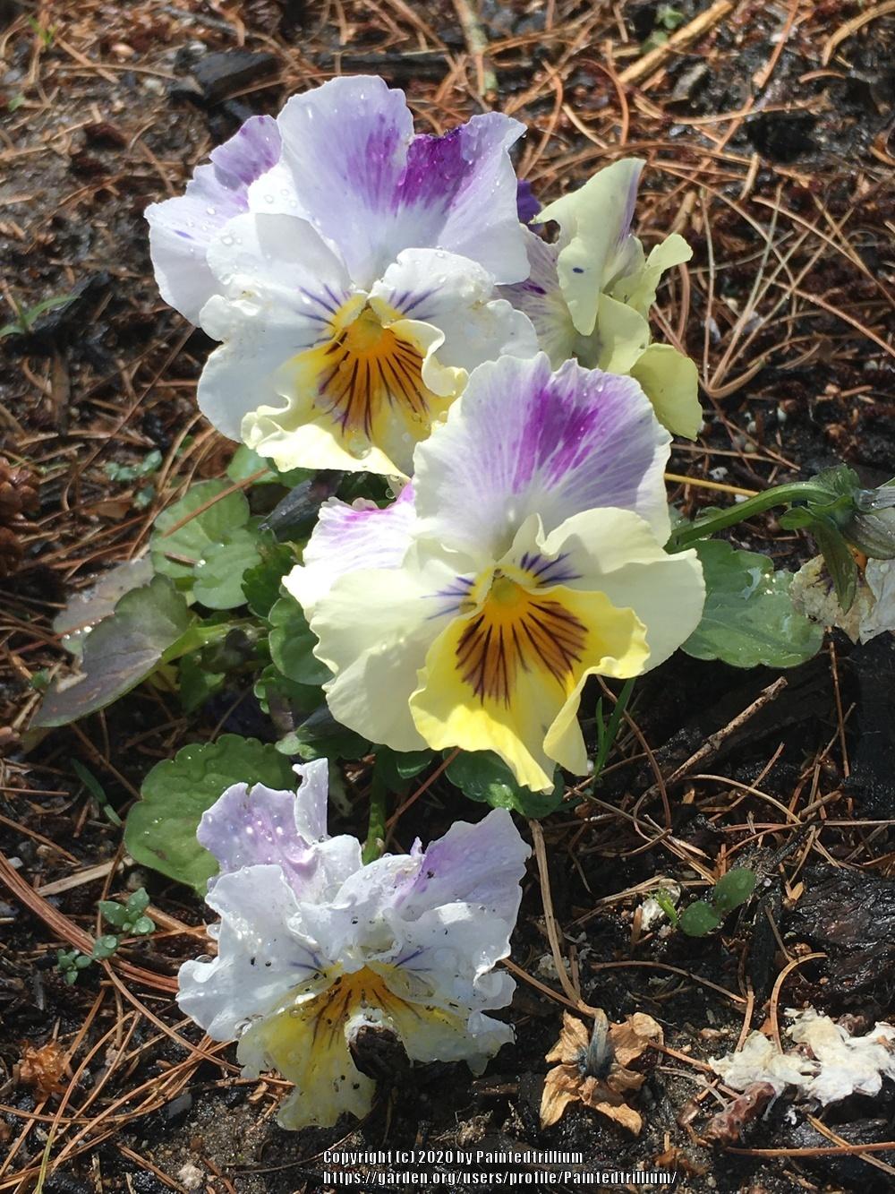 Photo of Violet (Viola cornuta 'Frizzle Sizzle Mix') uploaded by Paintedtrillium