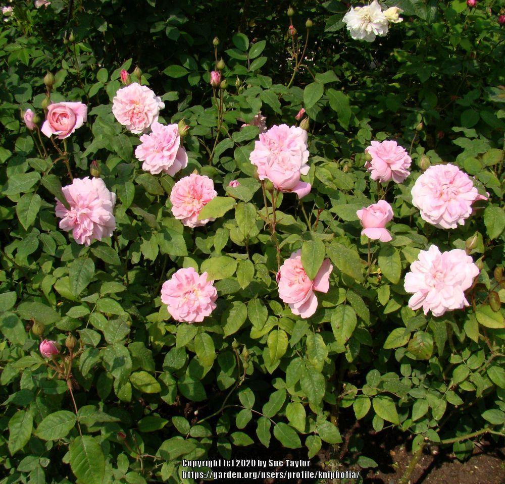 Photo of Rose (Rosa 'Cottage Rose') uploaded by kniphofia
