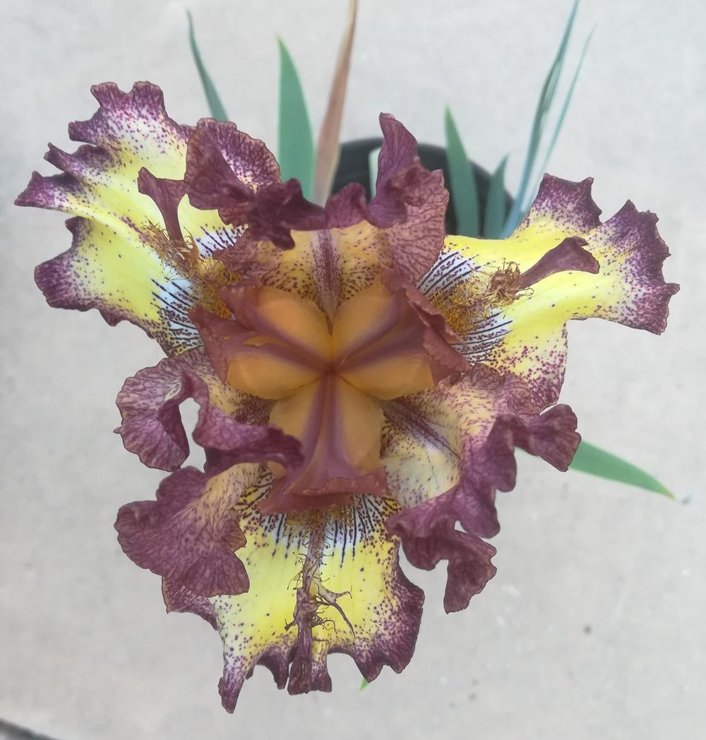Photo of Tall Bearded Iris (Iris 'Clown Around') uploaded by olga_batalov