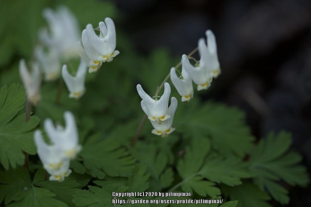 Photo of Dutchman's Breeches (Dicentra cucullaria) uploaded by pitimpinai