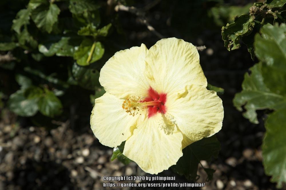 Photo of Hibiscus uploaded by pitimpinai