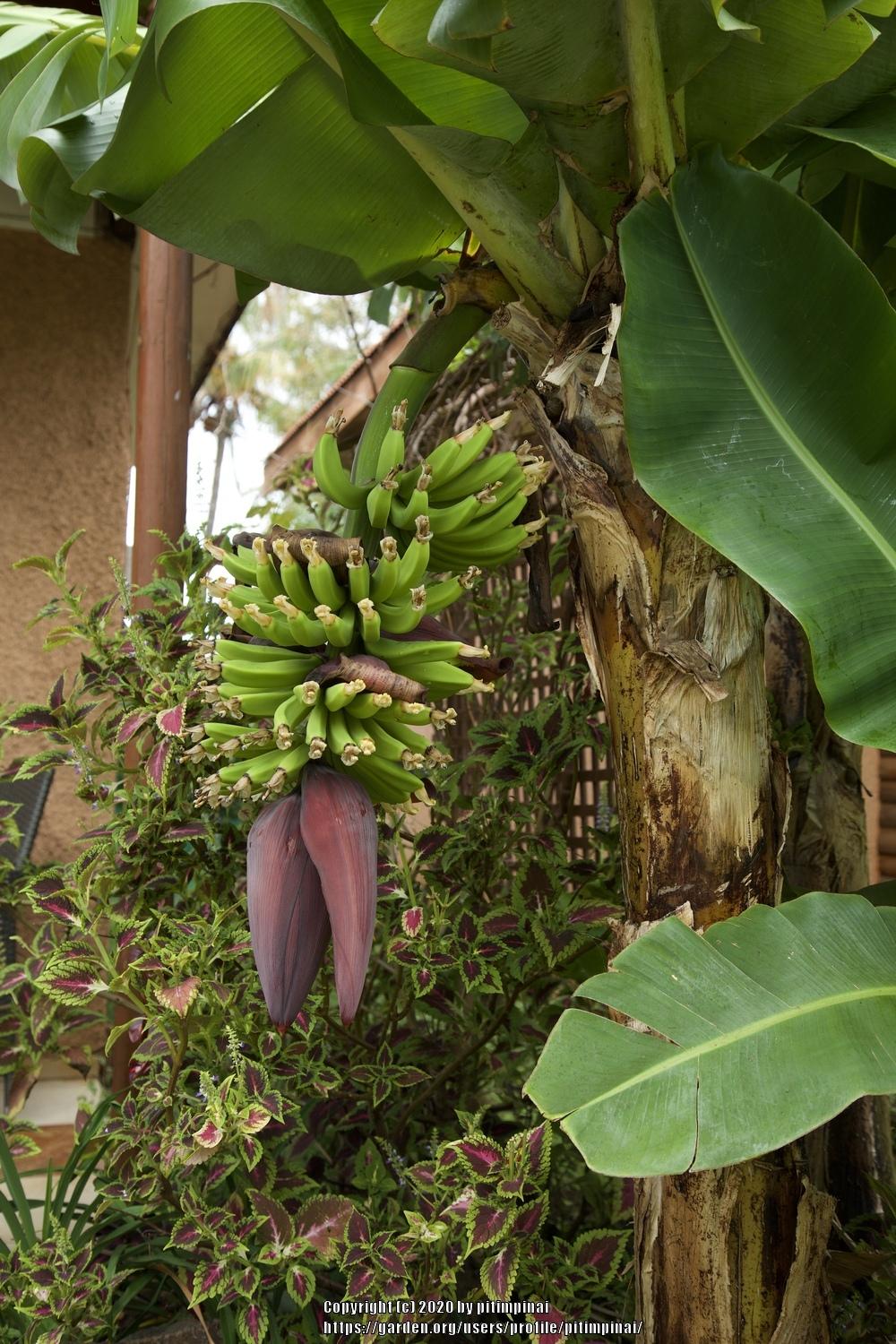 Photo of Bananas (Musa) uploaded by pitimpinai