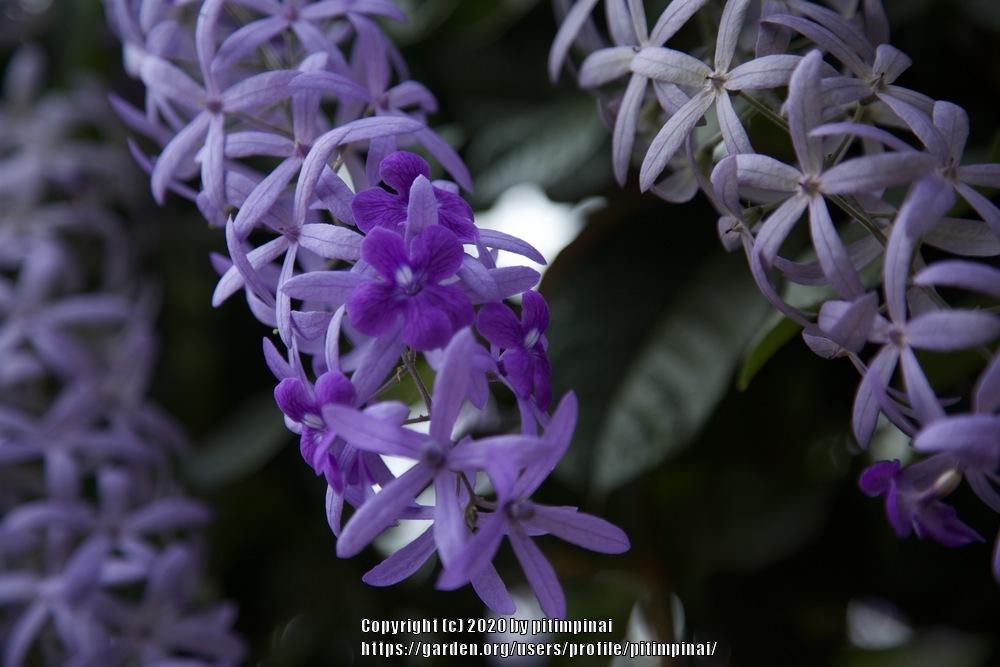Photo of Queen's Wreath (Petrea volubilis) uploaded by pitimpinai