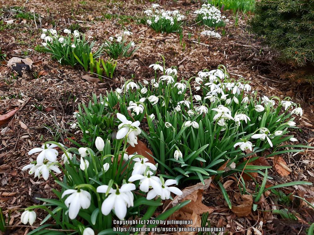 Photo of Double Common Snowdrop (Galanthus nivalis 'Flore Pleno') uploaded by pitimpinai