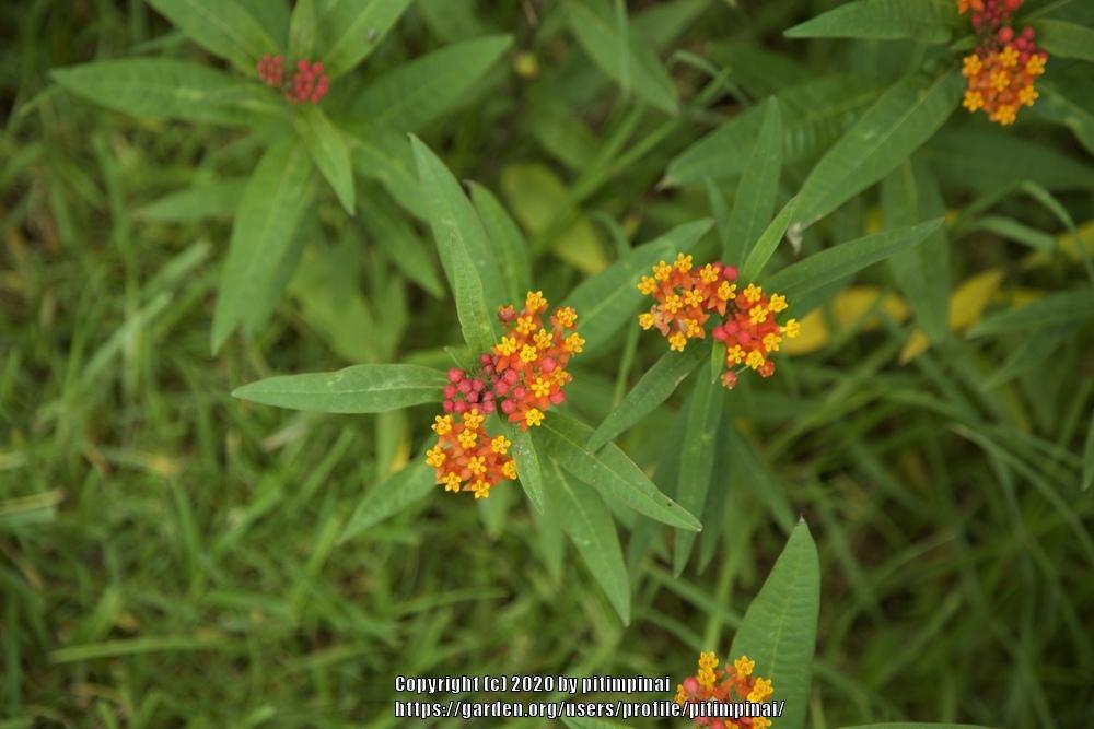 Photo of Butterfly Milkweed (Asclepias tuberosa) uploaded by pitimpinai