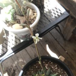 Location: CA
Date: 5/22/2020
My first Haworthia bloom!