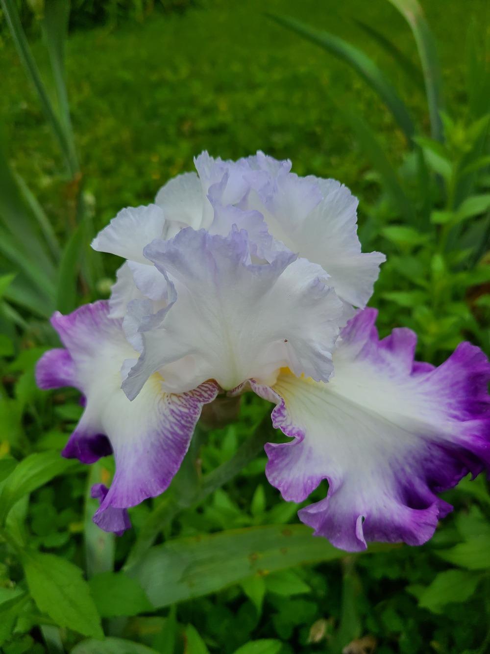 Photo of Tall Bearded Iris (Iris 'Center Ice') uploaded by KyDeltaD