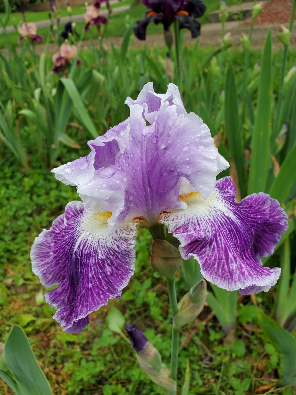 Photo of Tall Bearded Iris (Iris 'Telepathy') uploaded by KyDeltaD