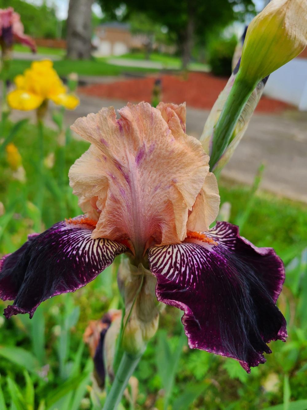 Photo of Tall Bearded Iris (Iris 'Wench') uploaded by KyDeltaD