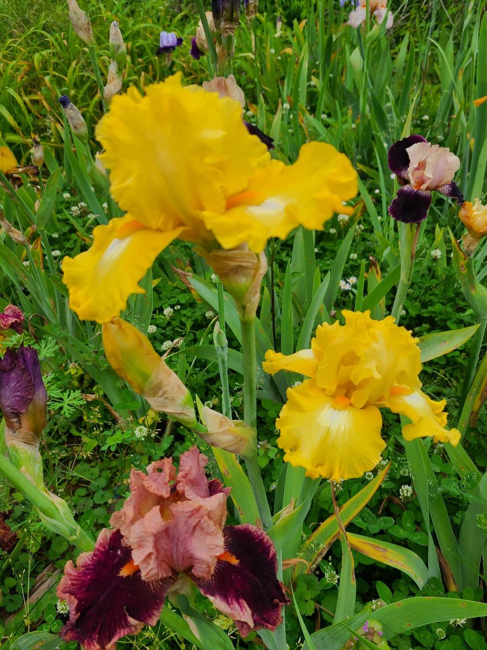 Photo of Tall Bearded Iris (Iris 'That's All Folks') uploaded by KyDeltaD