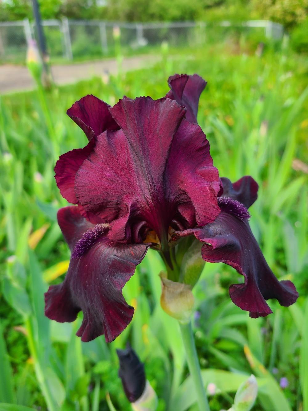 Photo of Tall Bearded Iris (Iris 'Rio Rojo') uploaded by KyDeltaD