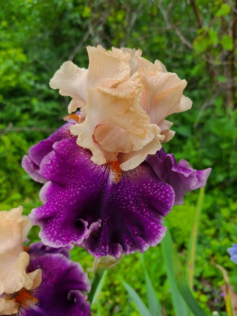 Photo of Tall Bearded Iris (Iris 'Roaring Twenties') uploaded by KyDeltaD