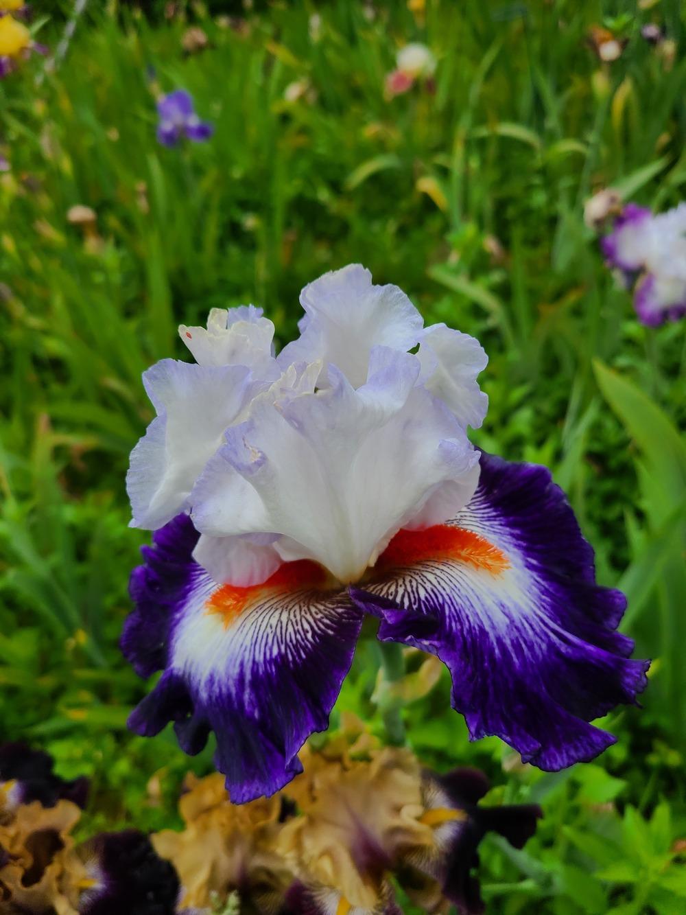 Photo of Tall Bearded Iris (Iris 'Gypsy Lord') uploaded by KyDeltaD