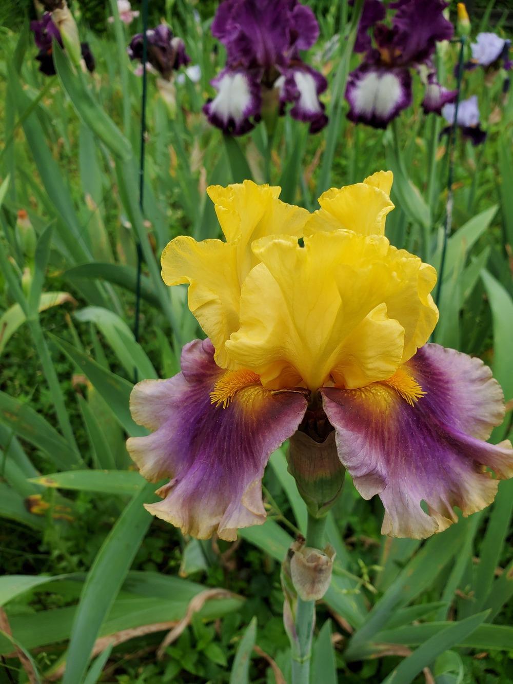 Photo of Tall Bearded Iris (Iris 'Carnival Capers') uploaded by KyDeltaD