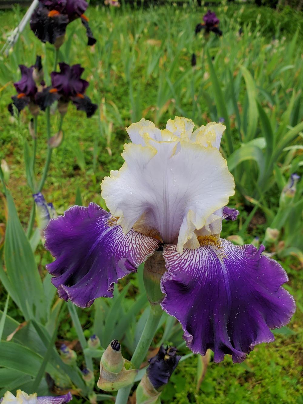 Photo of Tall Bearded Iris (Iris 'Slovak Prince') uploaded by KyDeltaD