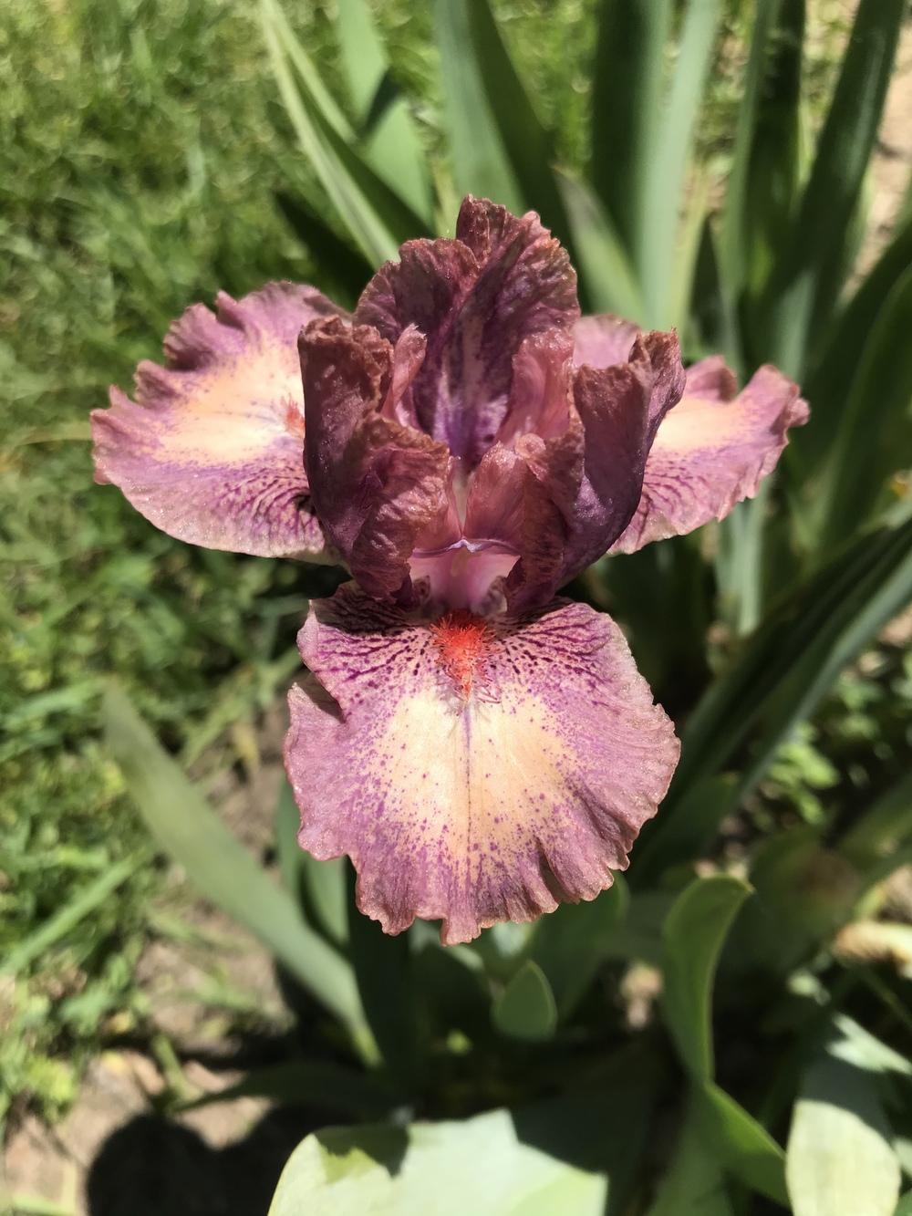 Photo of Standard Dwarf Bearded Iris (Iris 'Raspberry Ice') uploaded by Lbsmitty