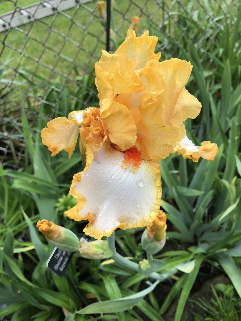 Photo of Tall Bearded Iris (Iris 'Champagne Waltz') uploaded by Lilydaydreamer