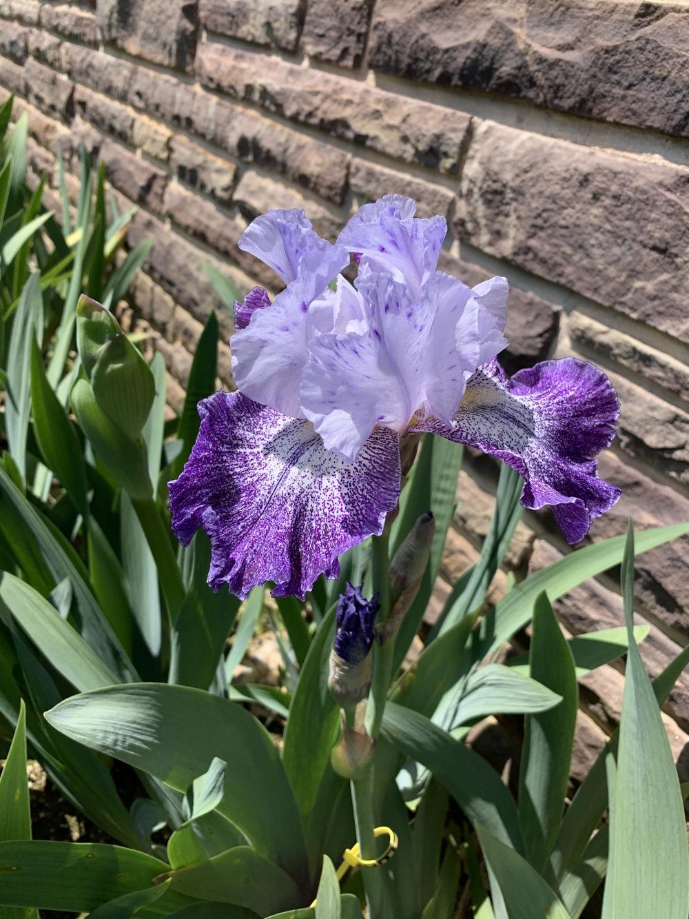 Photo of Tall Bearded Iris (Iris 'Splashacata') uploaded by Misawa77