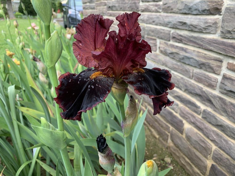 Photo of Tall Bearded Iris (Iris 'Strozzapreti') uploaded by Misawa77