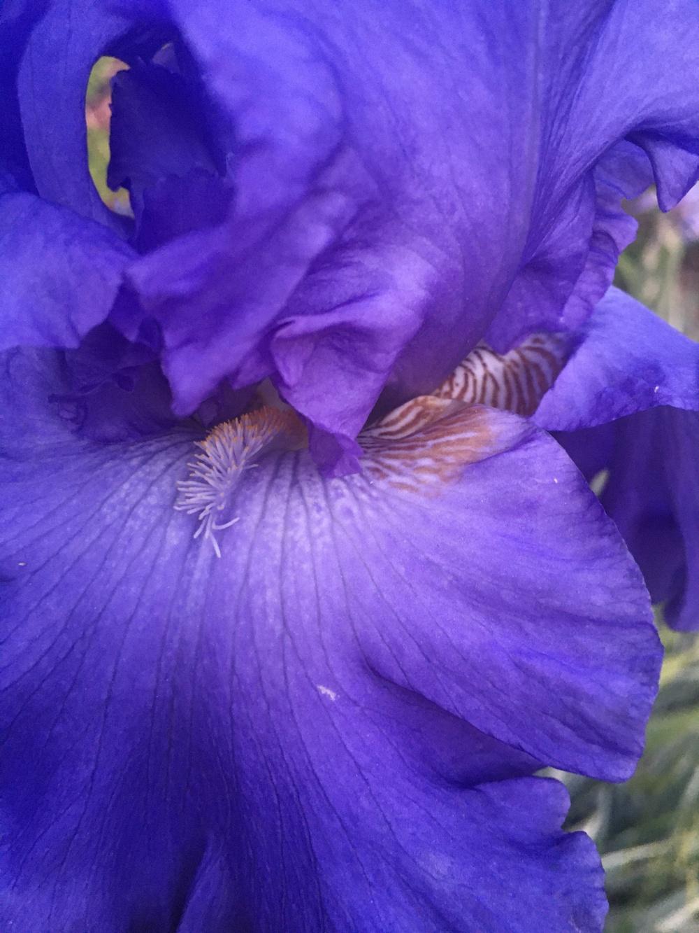 Photo of Tall Bearded Iris (Iris 'Blenheim Royal') uploaded by SpringGreenThumb
