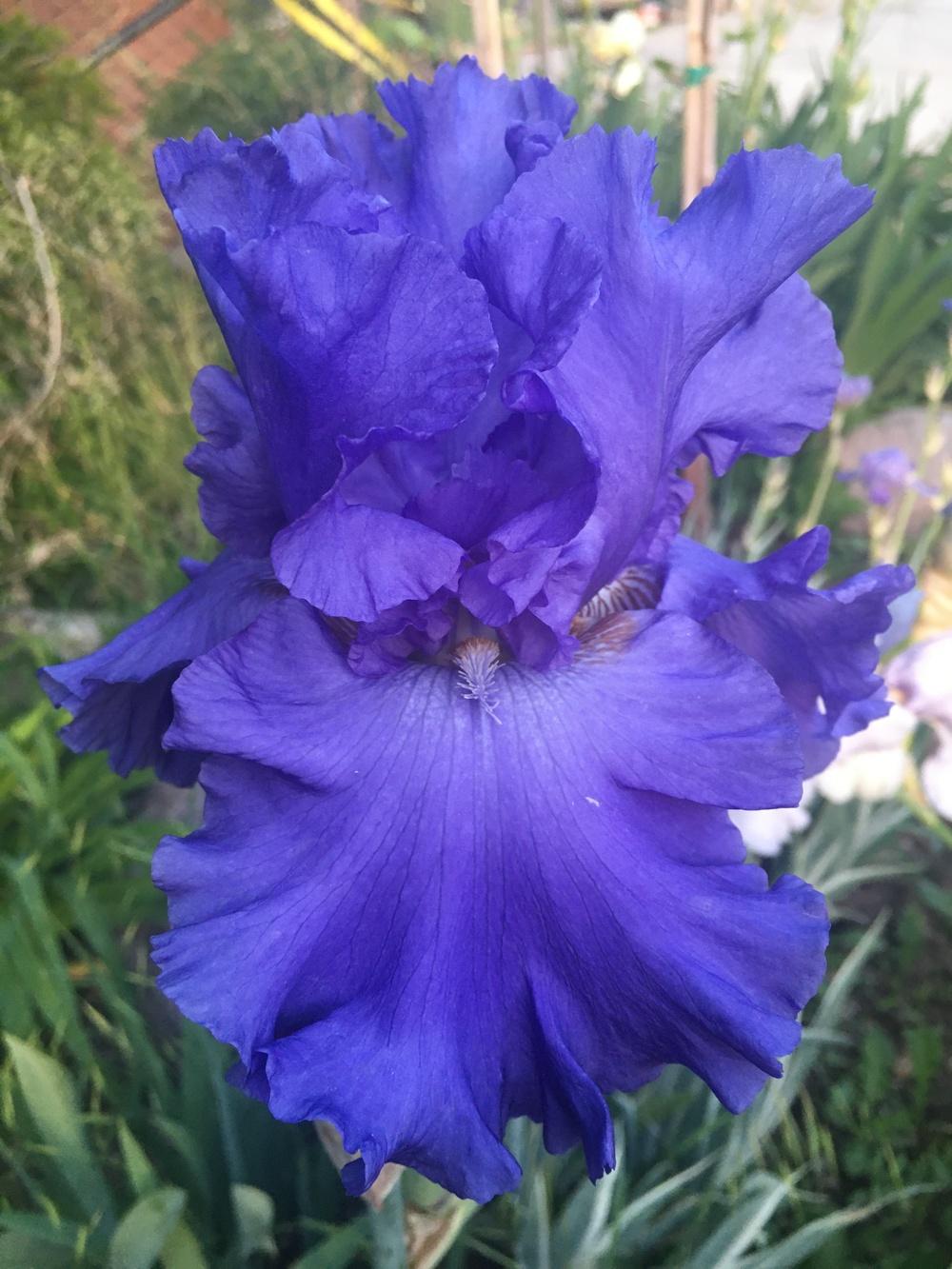 Photo of Tall Bearded Iris (Iris 'Blenheim Royal') uploaded by SpringGreenThumb