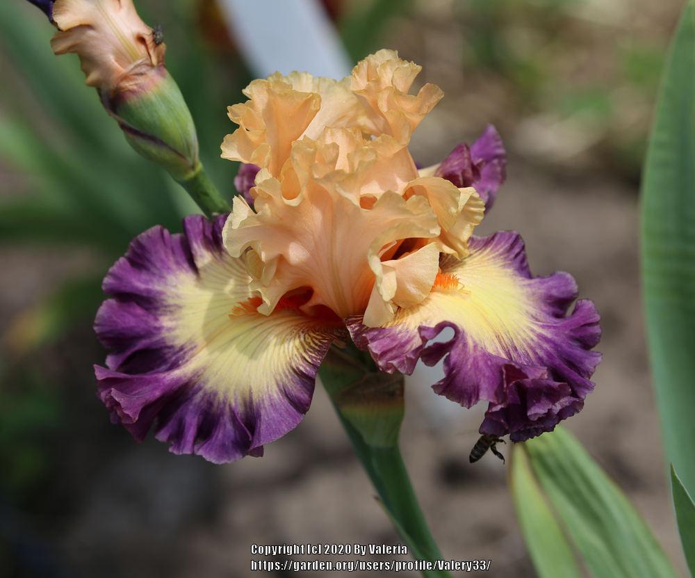 Photo of Tall Bearded Iris (Iris 'Celebratory') uploaded by Valery33