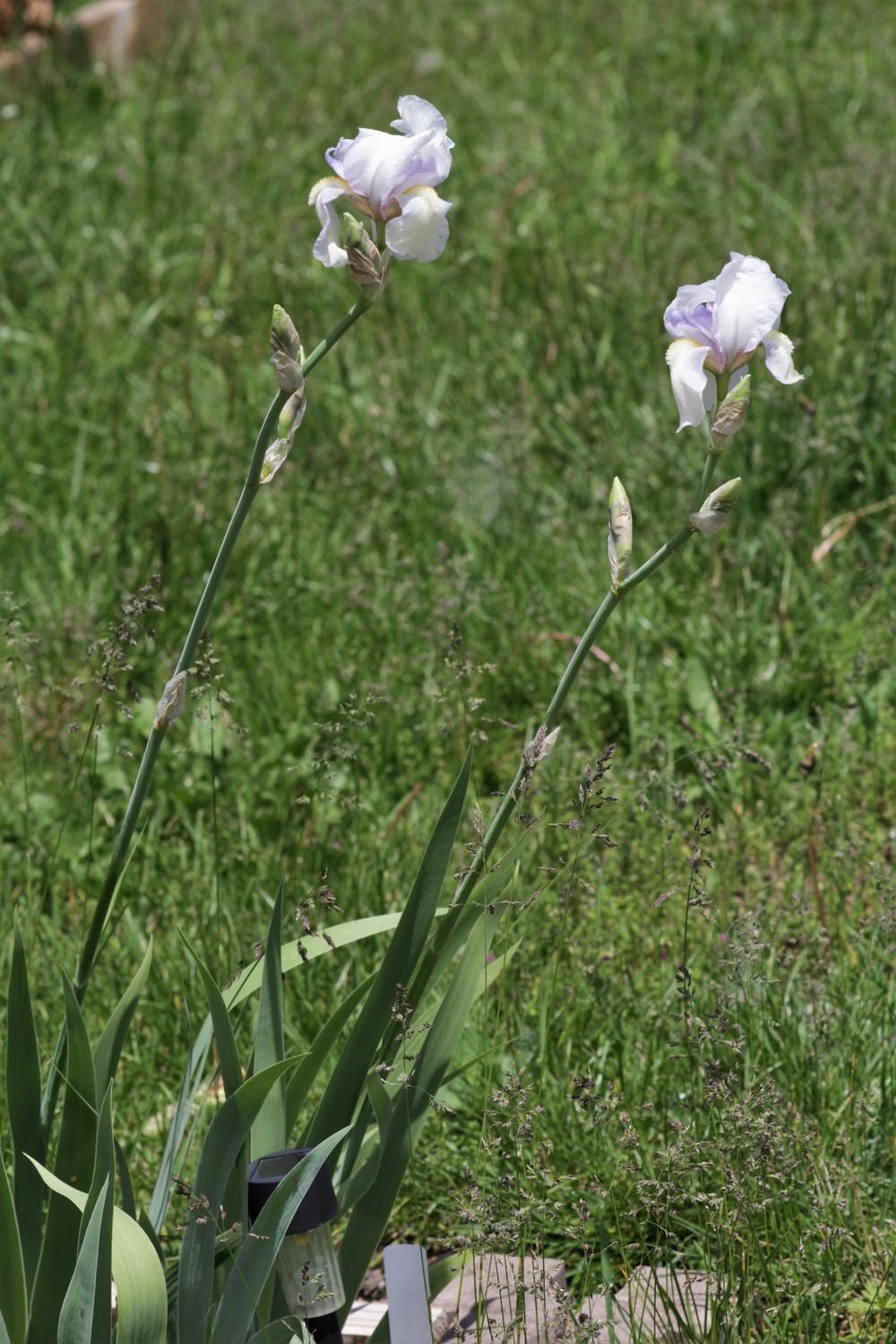Photo of Tall Bearded Iris (Iris 'Fairy') uploaded by cinvasko