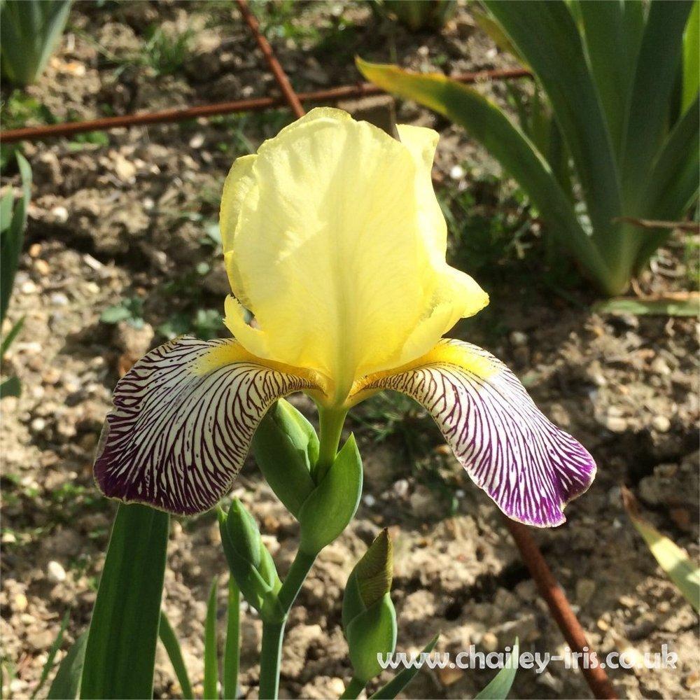 Photo of Miniature Tall Bearded Iris (Iris 'Gracchus') uploaded by jeffa
