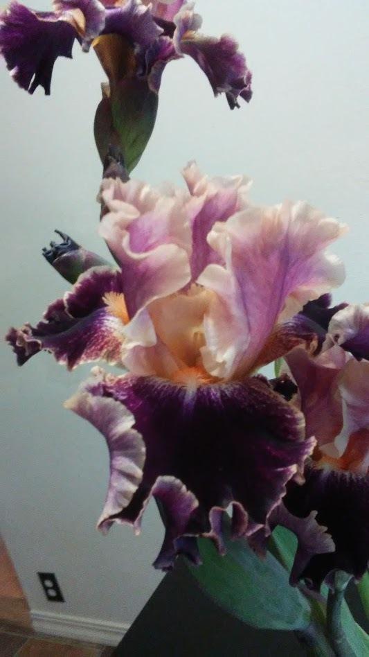 Photo of Tall Bearded Iris (Iris 'Teenybopper') uploaded by scary1785