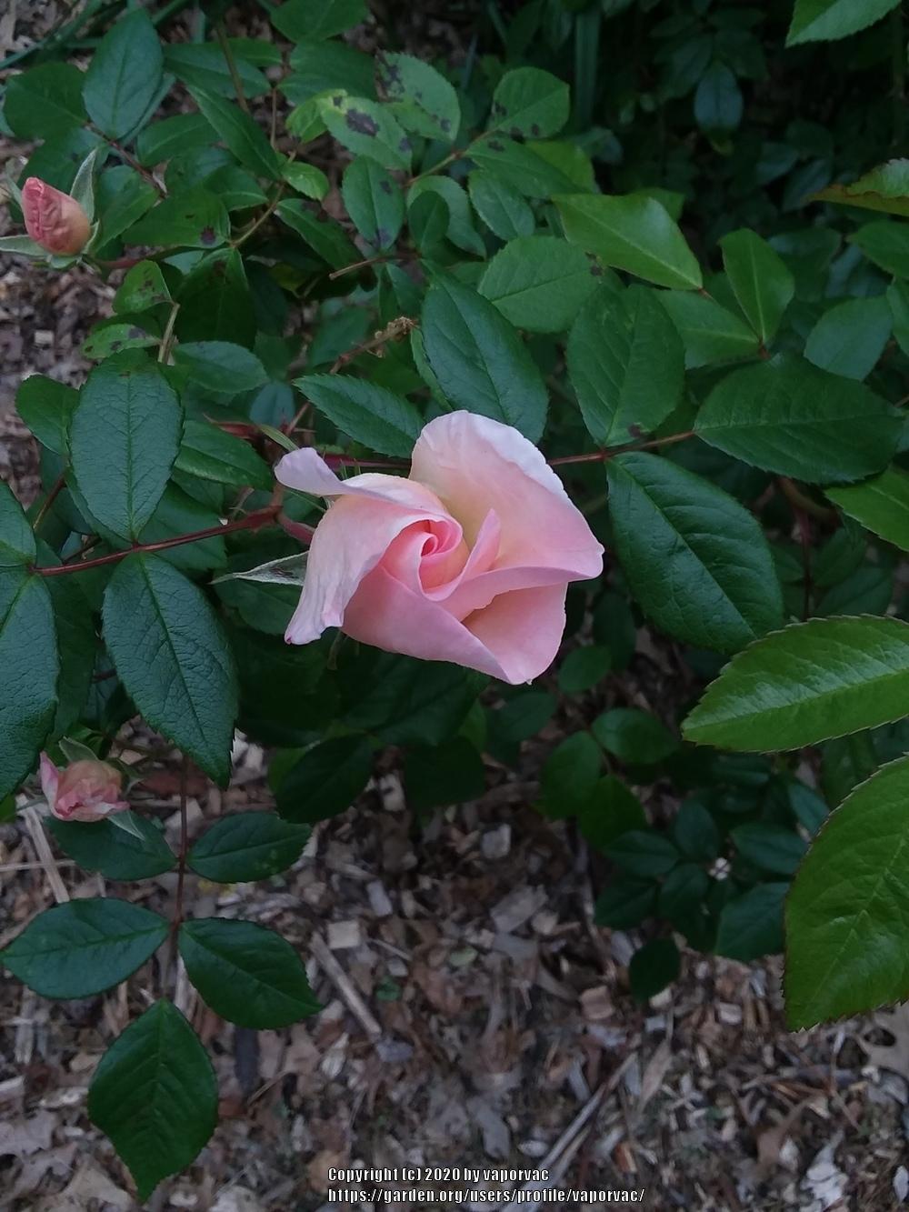 Photo of Rose (Rosa 'Sally Holmes') uploaded by vaporvac