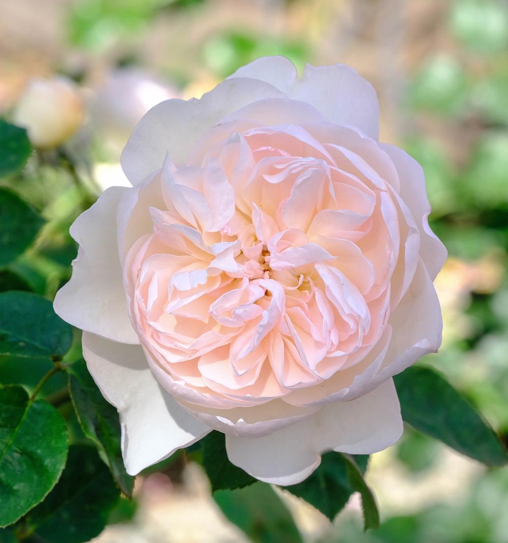 Photo of Rose (Rosa 'Gentle Hermione') uploaded by AnnKNCalif