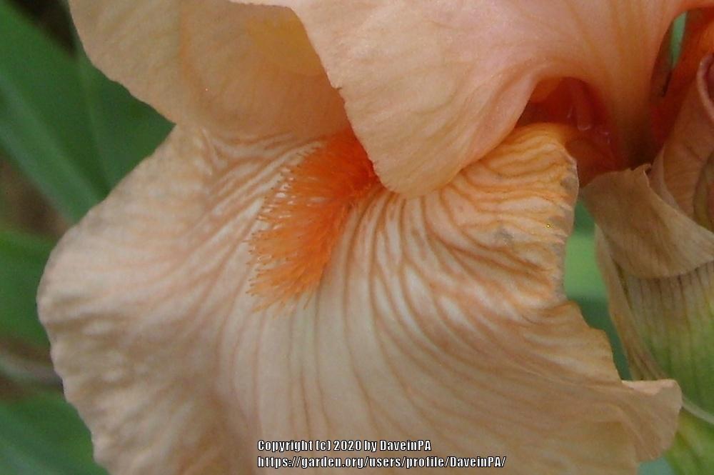 Photo of Tall Bearded Iris (Iris 'Salmonette') uploaded by DaveinPA