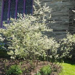 Location: Wayne, Pennsylvania
Date: 2018-05-11
full-grown shrubs (three) in bloom