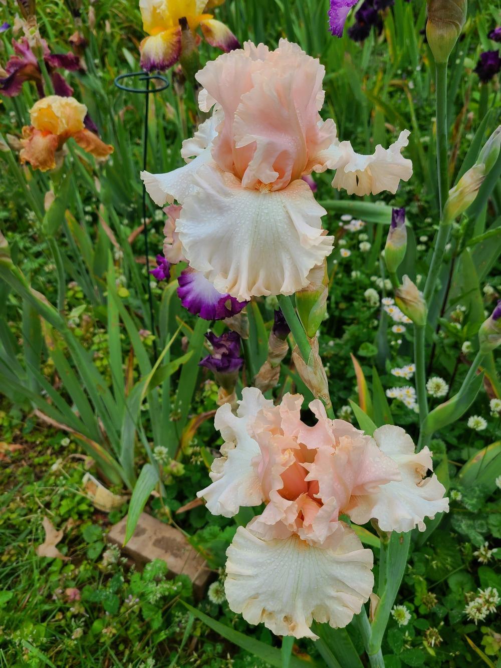 Photo of Tall Bearded Iris (Iris 'Magical') uploaded by KyDeltaD