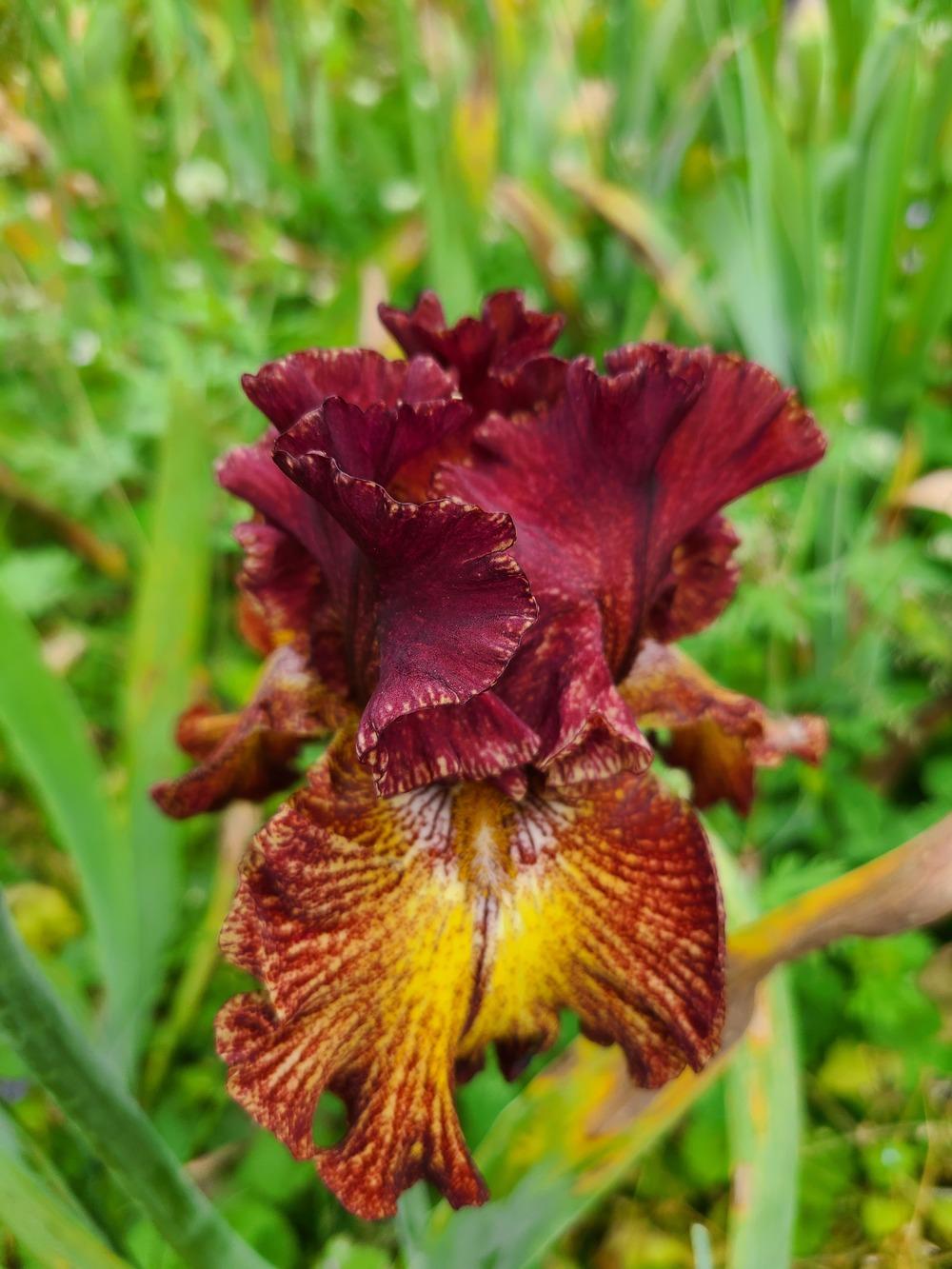 Photo of Tall Bearded Iris (Iris 'Fire Danger') uploaded by KyDeltaD