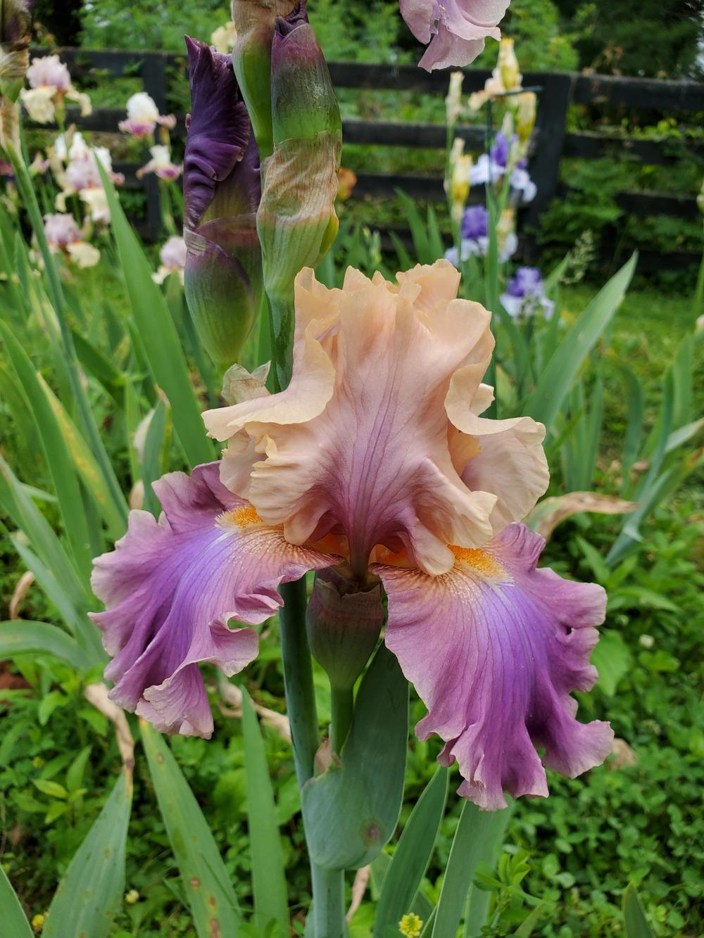 Photo of Tall Bearded Iris (Iris 'Chasing Rainbows') uploaded by KyDeltaD